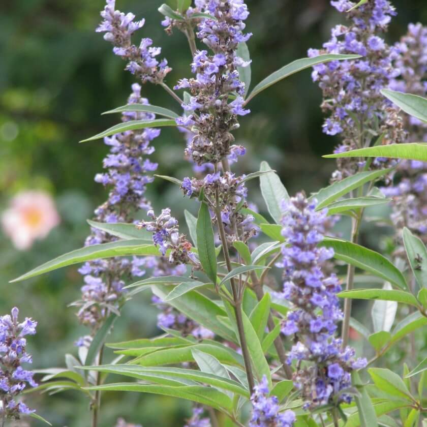 Mönchspfeffer / Vitex agnuscastus
