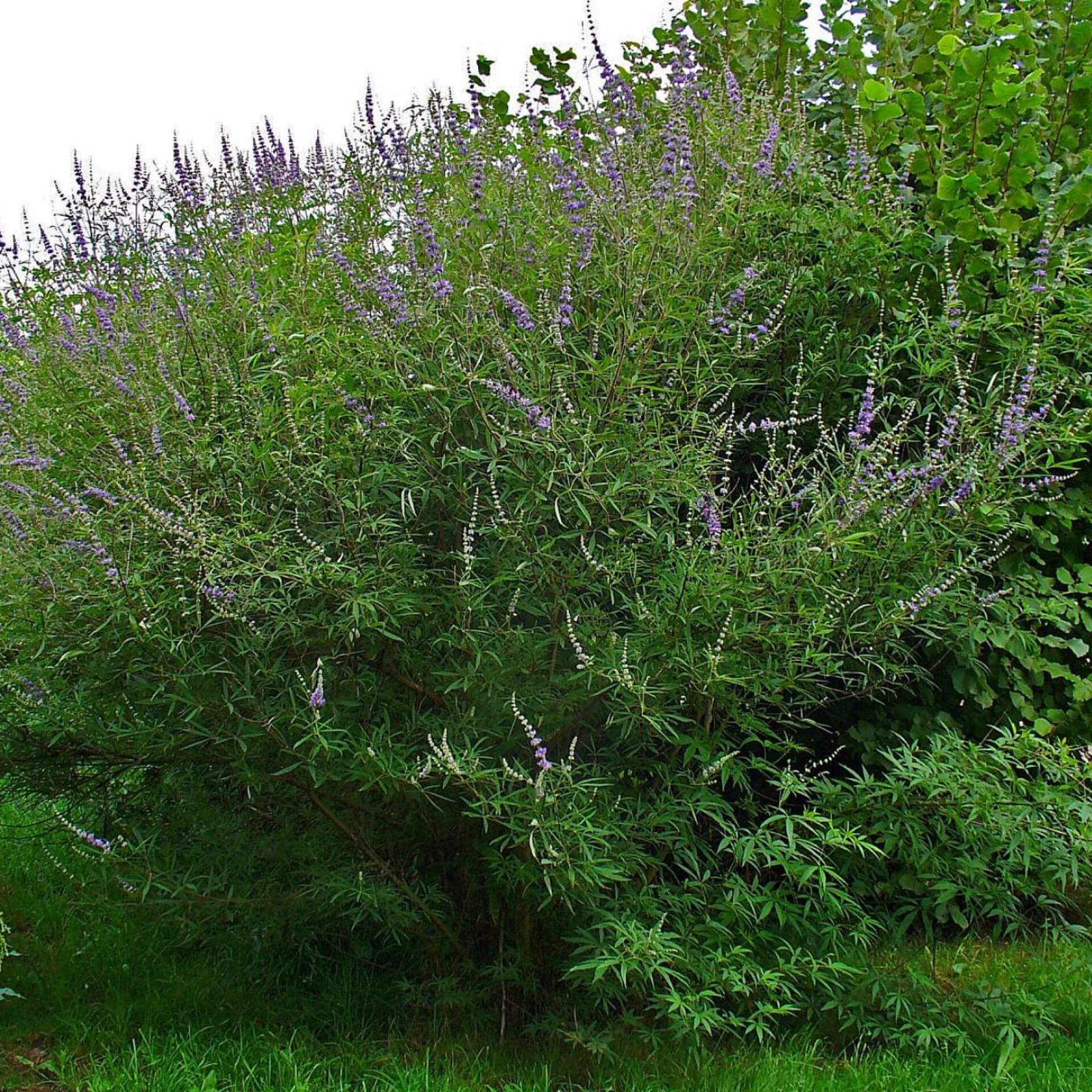 Mönchspfeffer (Vitex agnus-castus)