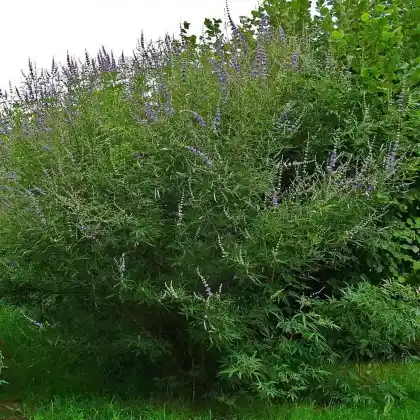 Foto von Mönchspfeffer (Vitex agnus-castus)