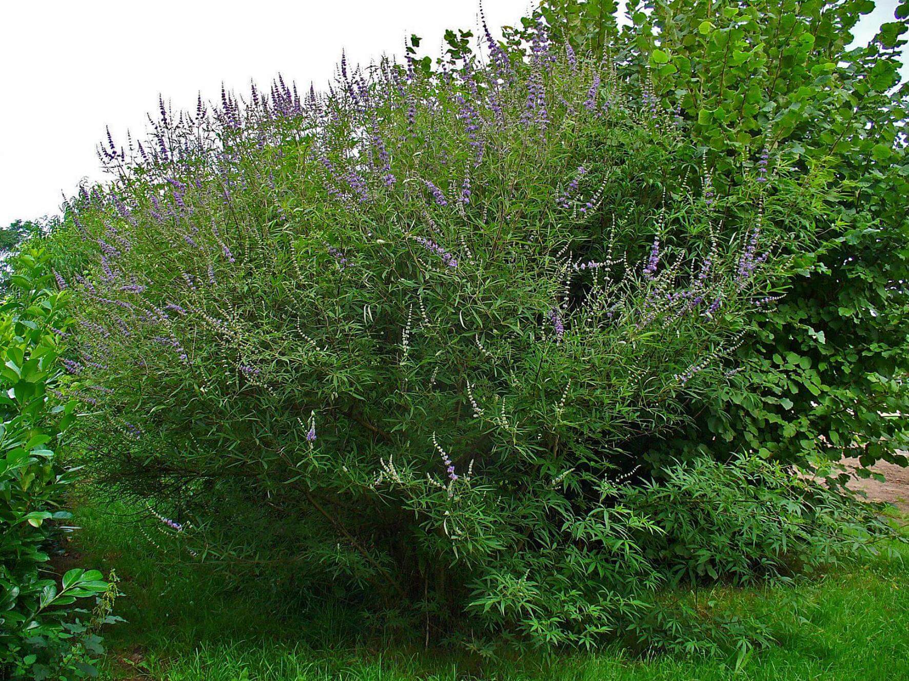 Mönchspfeffer / Vitex agnuscastus