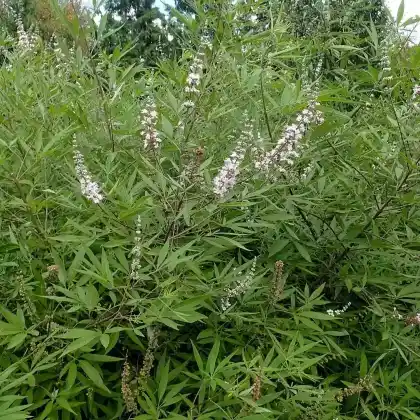 Foto von Mönchspfeffer 'Alba' (Vitex agnus-castus 'Alba')