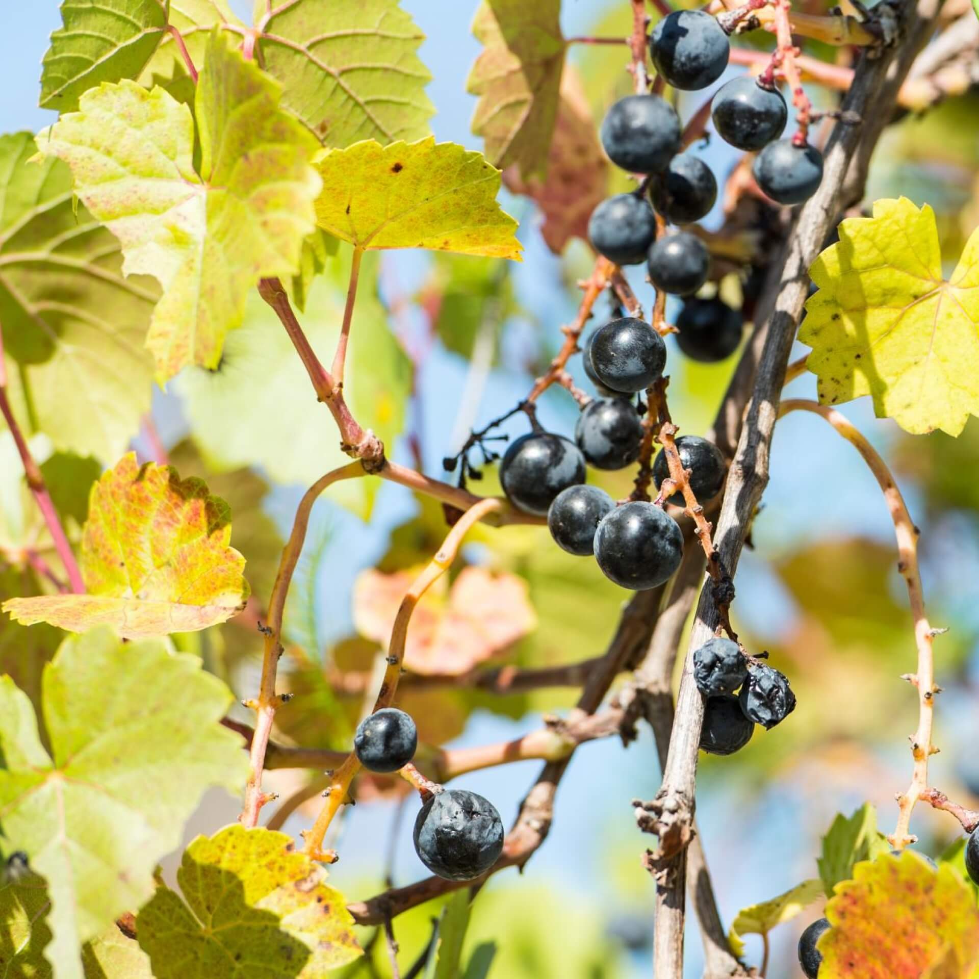 Rostrote Weinrebe (Vitis coignetiae)