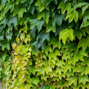 Vitis sylvestris