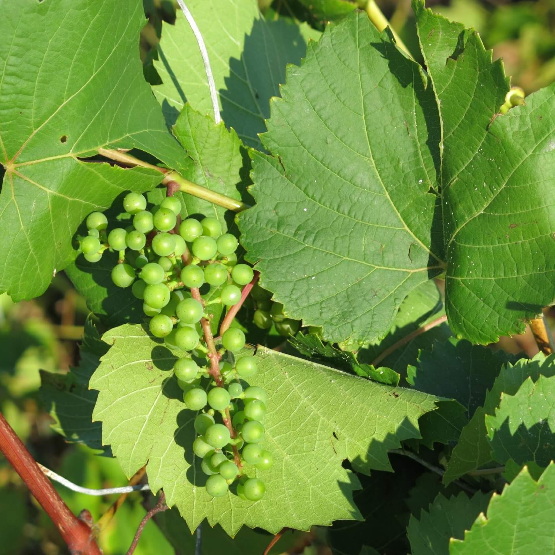 Wilde Weinrebe (Vitis sylvestris)