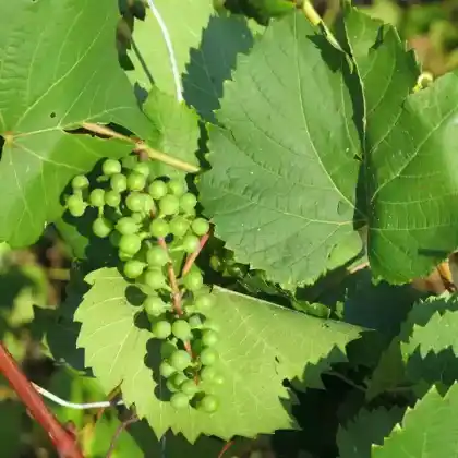 Foto von Wilde Weinrebe (Vitis sylvestris)