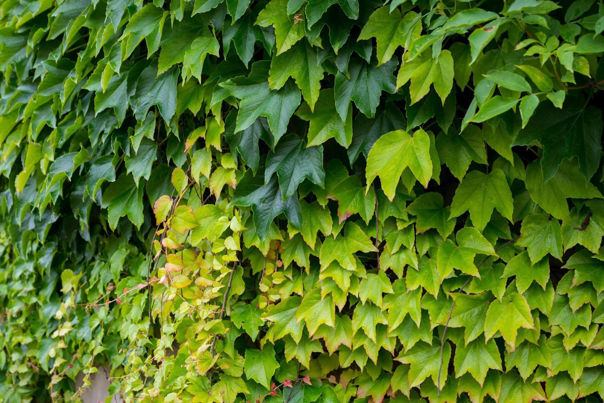 Wilder Wein Expertenwissen für den Garten