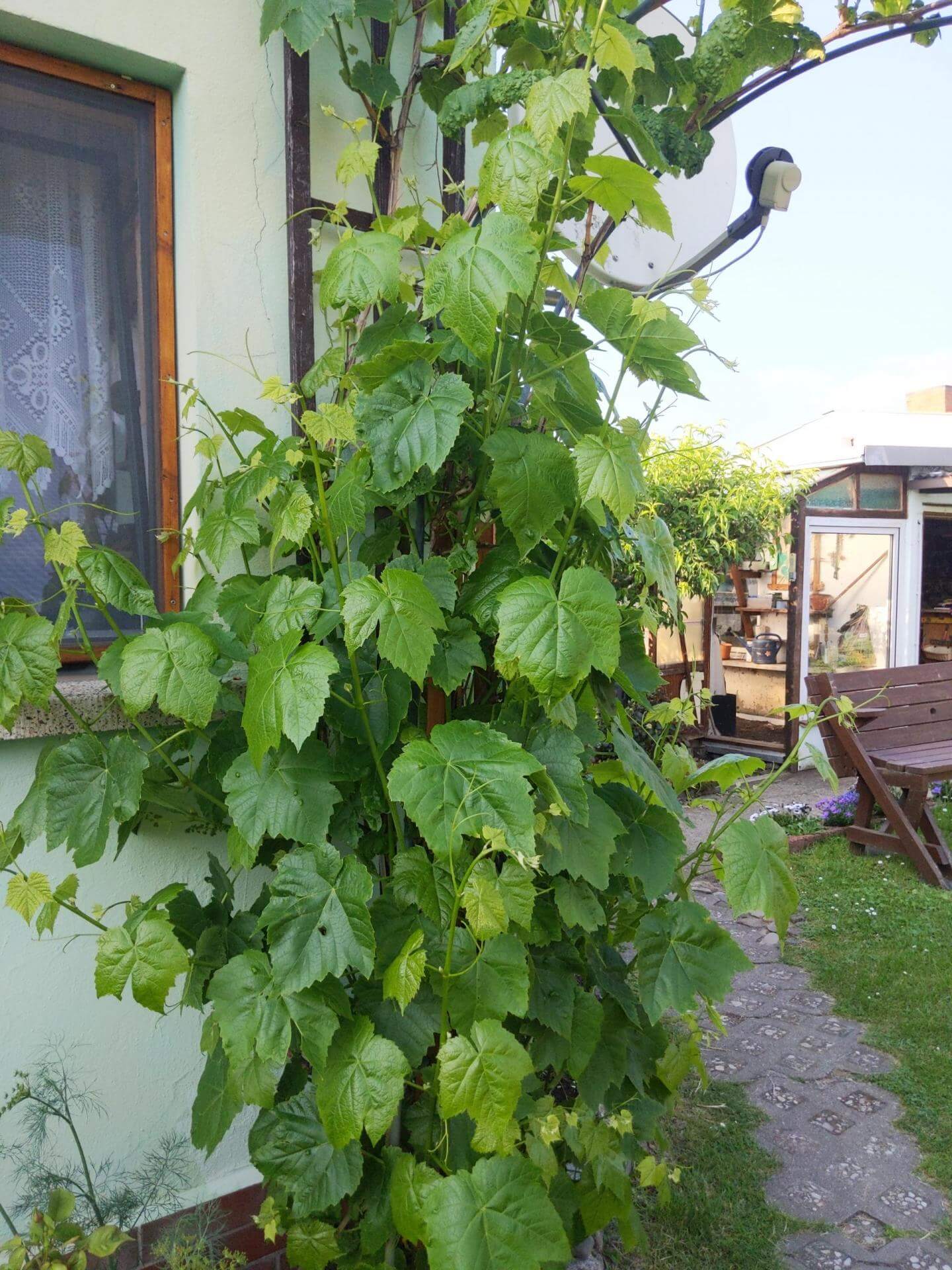 Weinrebe: dein Garten ökologisch & pflegeleicht