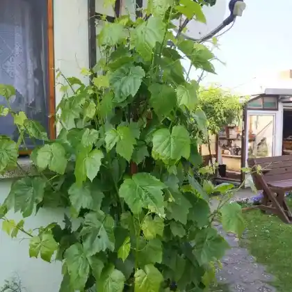 Foto von Weinrebe (Vitis vinifera)