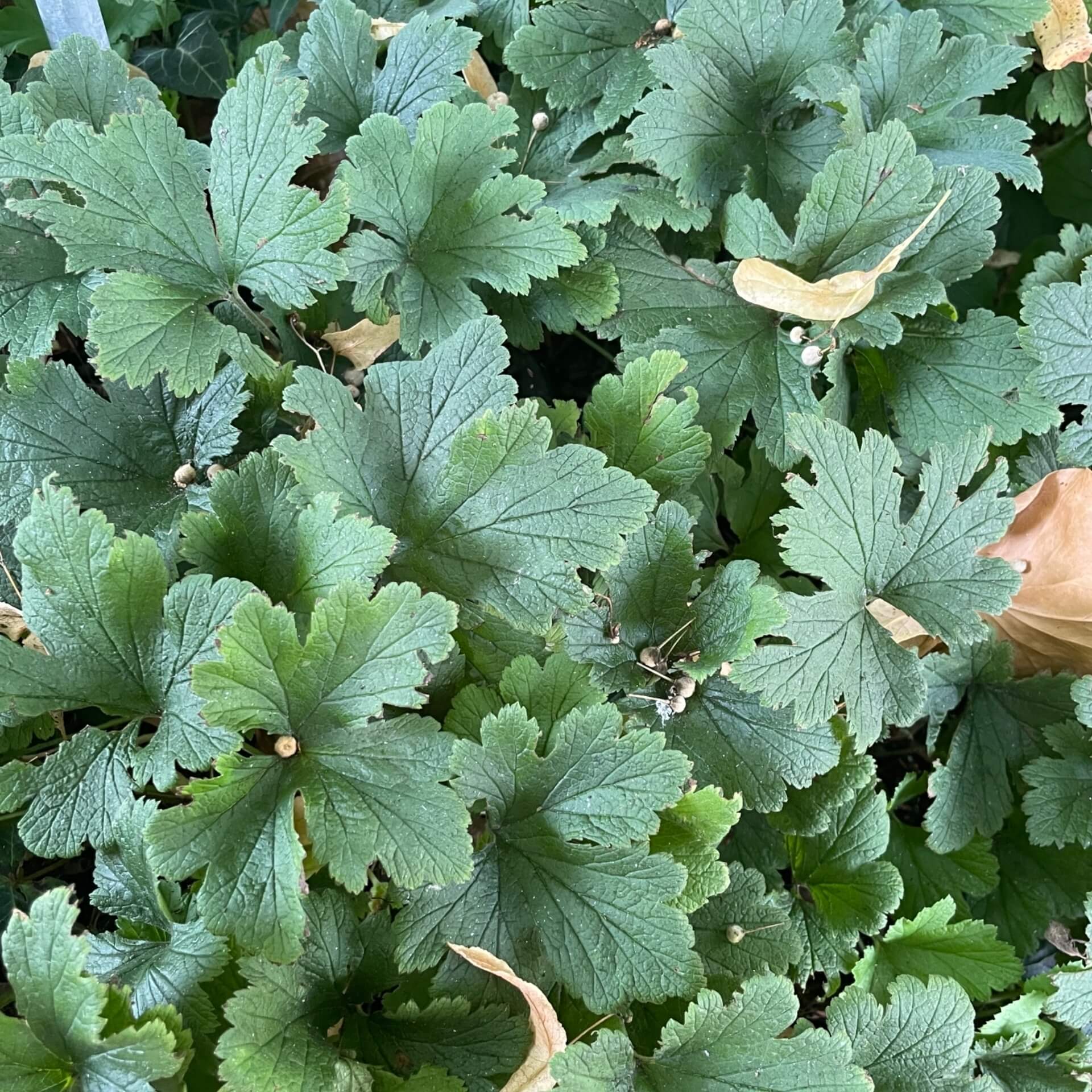 Gelapptblättrige Waldsteinie (Waldsteinia geoides)