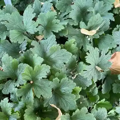 Foto von Gelapptblättrige Waldsteinie (Waldsteinia geoides)