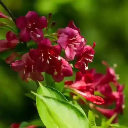 Foto von Weigelie 'Bristol Ruby' (Weigela 'Bristol Ruby')