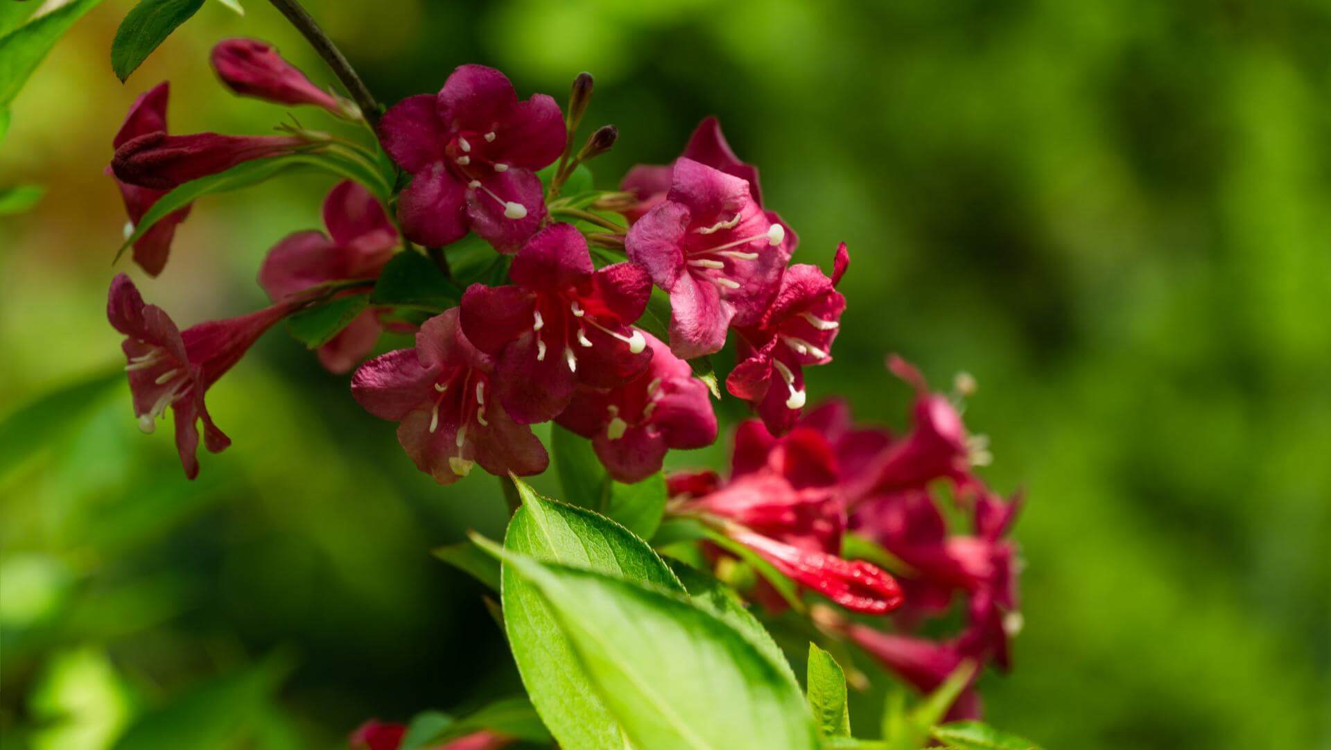 Weigelie 'Bristol Ruby' / Weigela 'Bristol Ruby'
