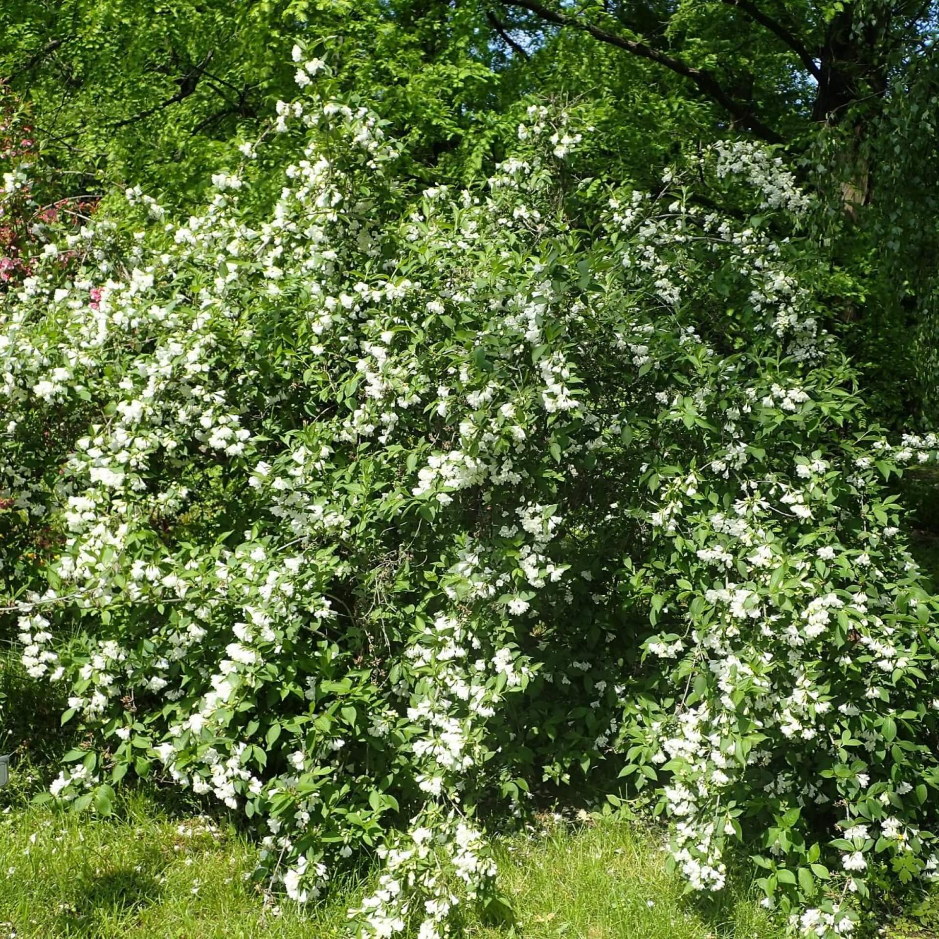 Weigelie 'Candida' (Weigela 'Candida')