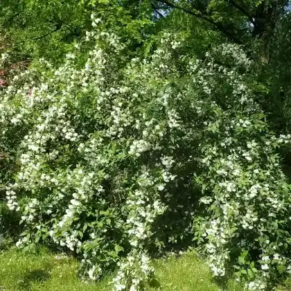 Foto von Weigelie 'Candida' (Weigela 'Candida')
