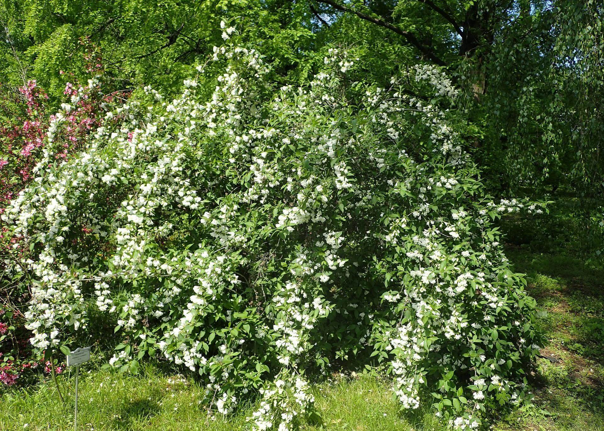 Weigelie 'Candida' / Weigela 'Candida'