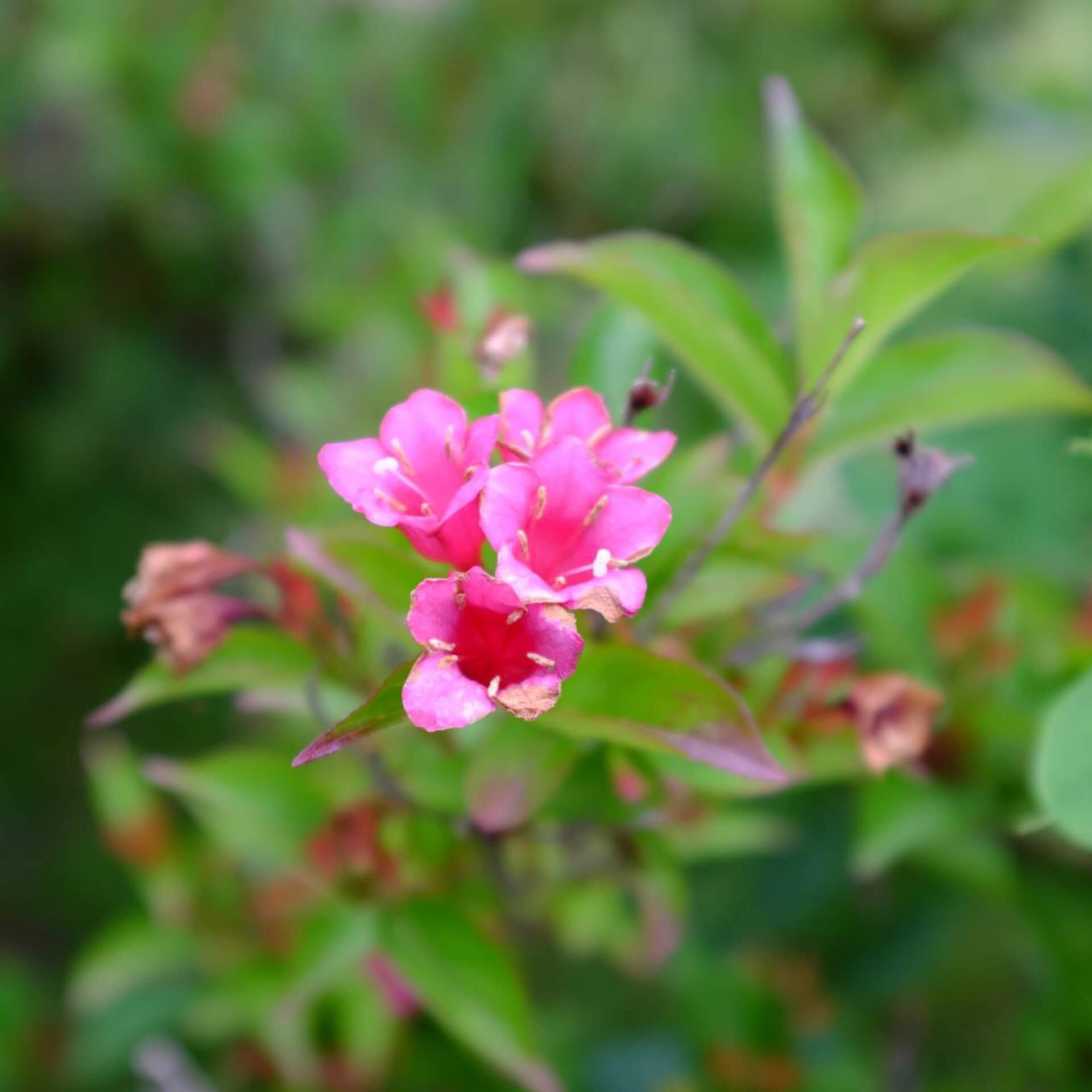 Weigelie 'Eva Supreme' (Weigela 'Eva Supreme')