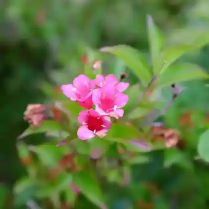 Foto von Weigelie 'Eva Supreme' (Weigela 'Eva Supreme')