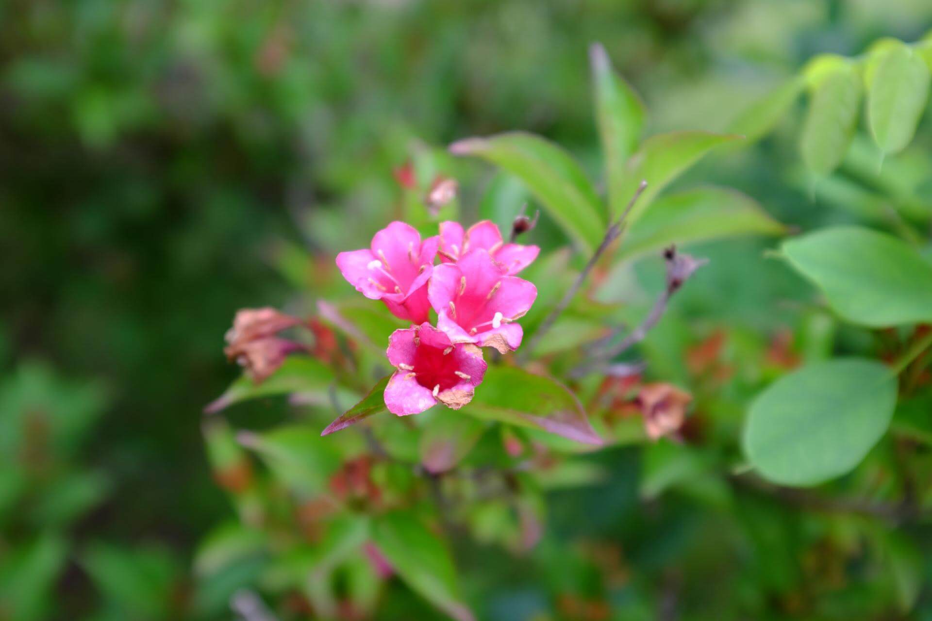 Weigelie 'Eva Supreme' / Weigela 'Eva Supreme'