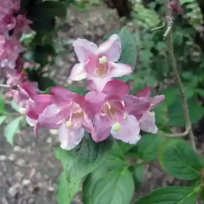 Foto von Weigelie 'Newport Red' (Weigela 'Newport Red')