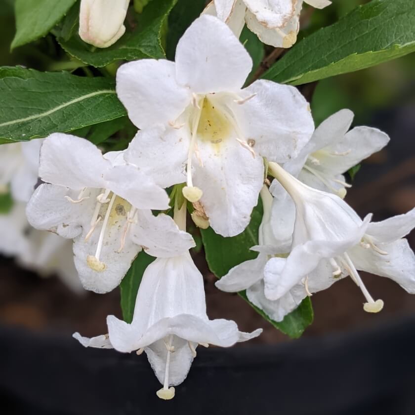 Weigelie 'Snowflake' / Weigela 'Snowflake'