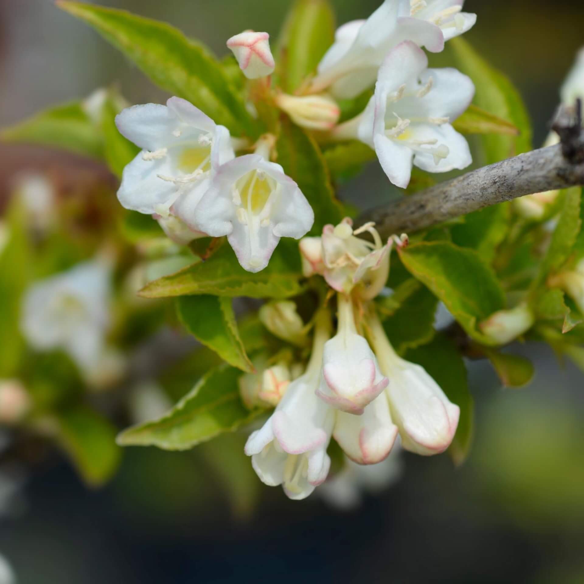 Weigelie 'Snowflake' (Weigela 'Snowflake')