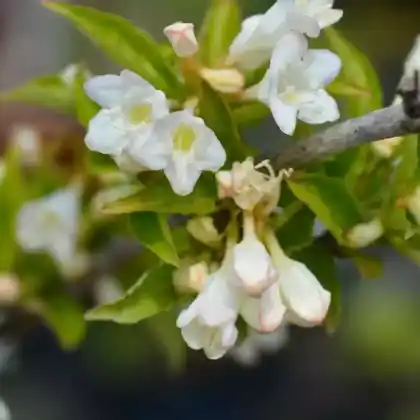 Foto von Weigelie 'Snowflake' (Weigela 'Snowflake')