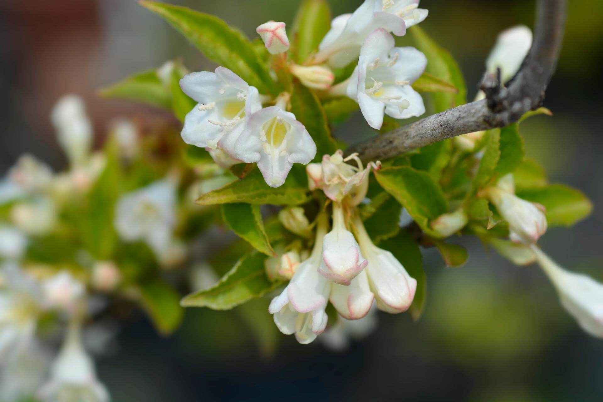 Weigelie 'Snowflake' / Weigela 'Snowflake'