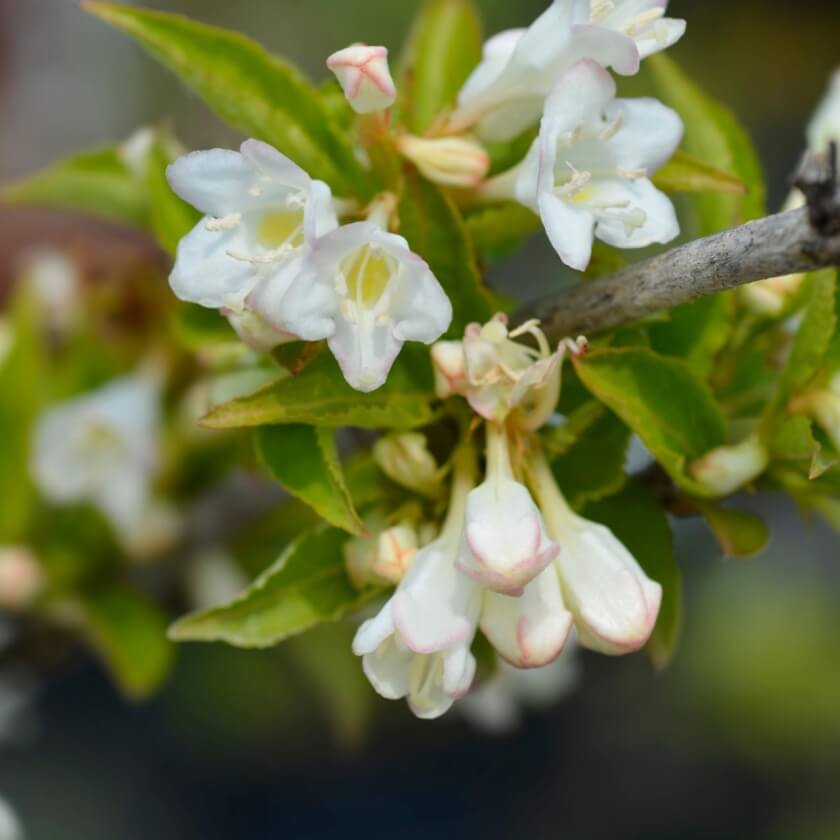 Weigelie 'Snowflake' / Weigela 'Snowflake'