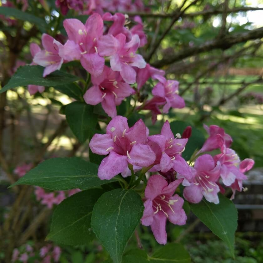Liebliche Weigelie / Weigela florida