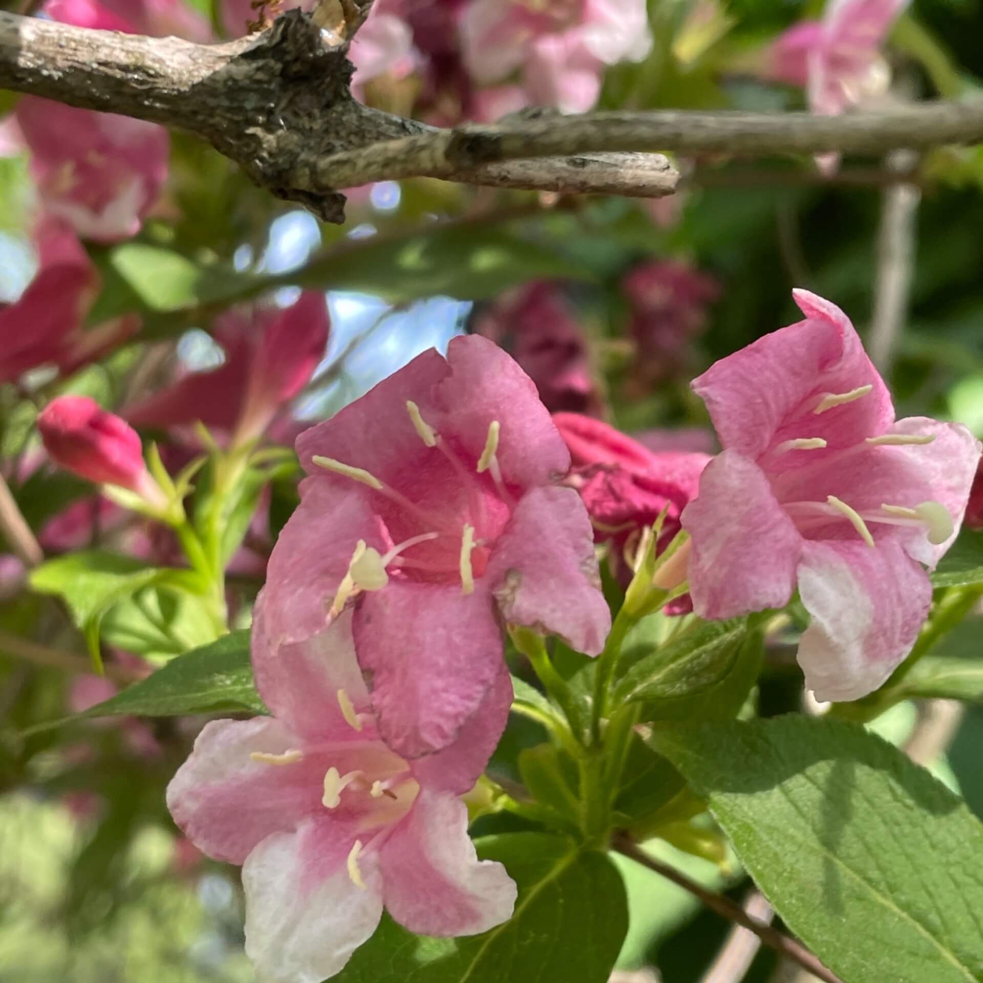 Liebliche Weigelie (Weigela florida)