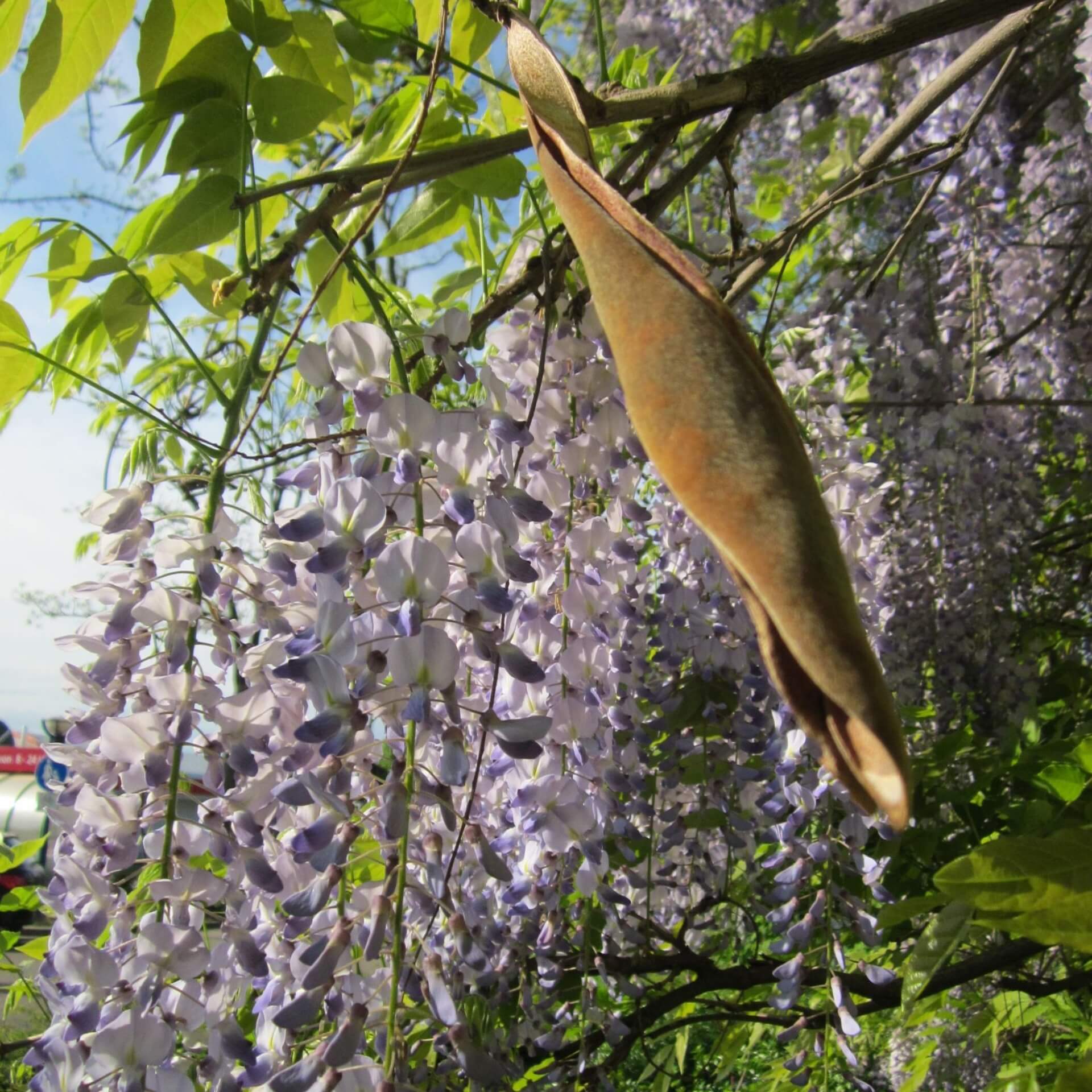 Japanischer Blauregen (Wisteria floribunda)