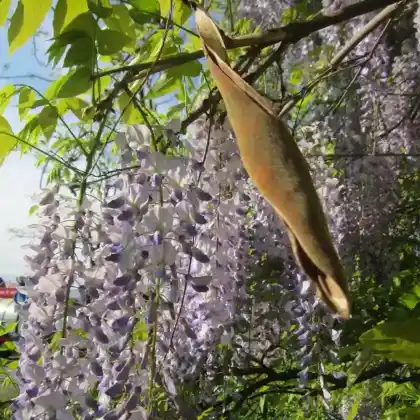 Foto von Japanischer Blauregen (Wisteria floribunda)