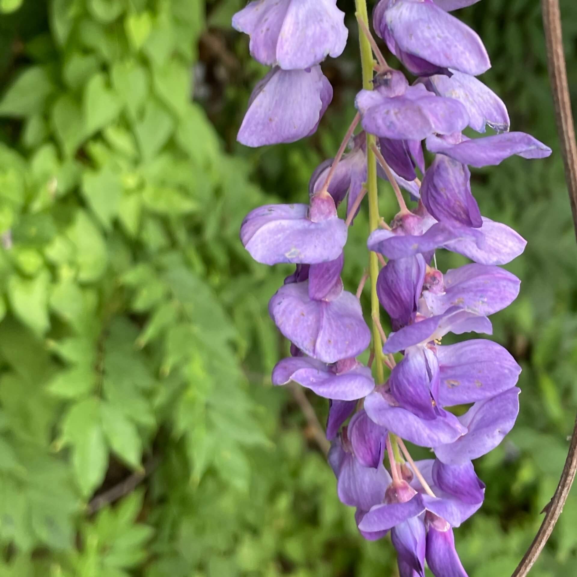 Chinesische Wisteria (Wisteria sinensis)