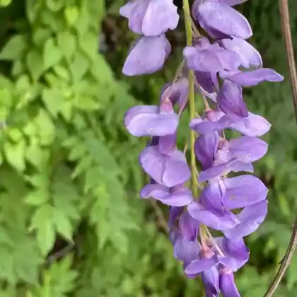 Foto von Chinesische Wisteria (Wisteria sinensis)