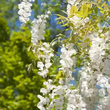 Foto von Weißer Chinesischer Blauregen 'Alba' (Wisteria sinensis 'Alba')