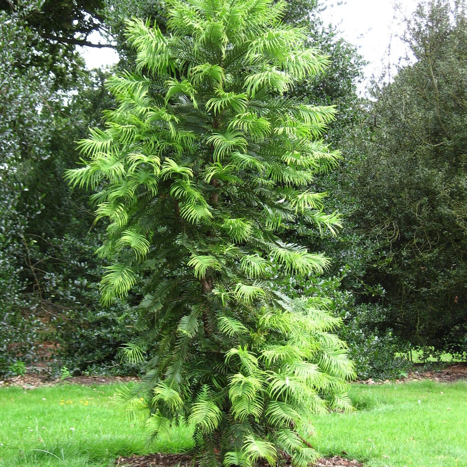 Wollemie / Wollemia nobilis