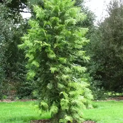 Foto von Wollemie (Wollemia nobilis)