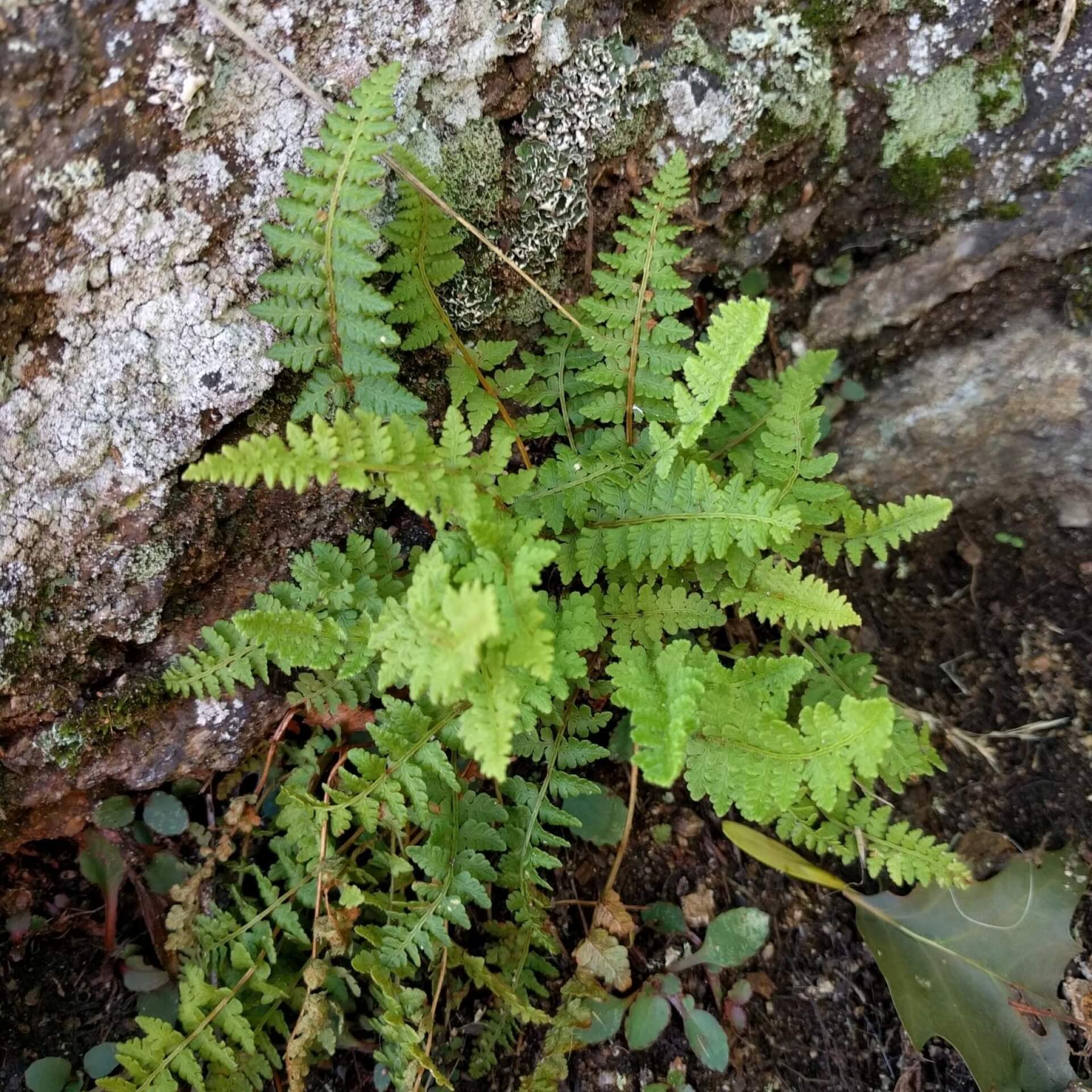 Südlicher Wimperfarn (Woodsia ilvensis)