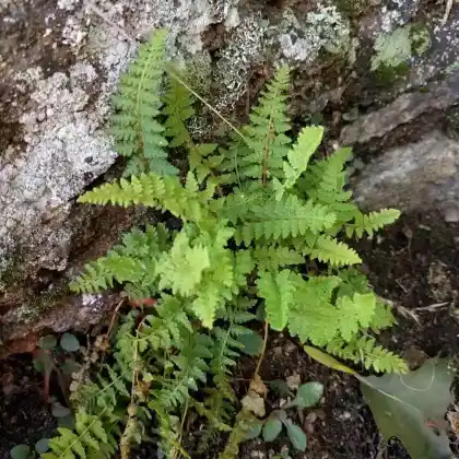 Foto von Südlicher Wimperfarn (Woodsia ilvensis)