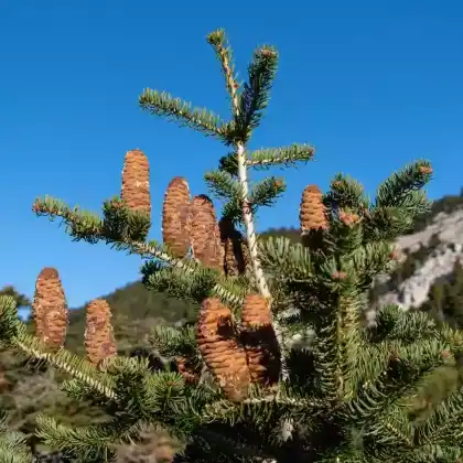Foto von Griechische Tanne (Abies cephalonica)