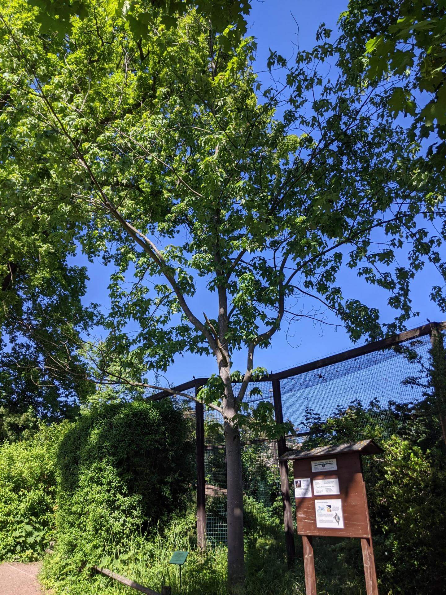 RotAhorn / Acer rubrum