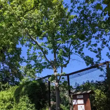 Foto von Rot-Ahorn (Acer rubrum)