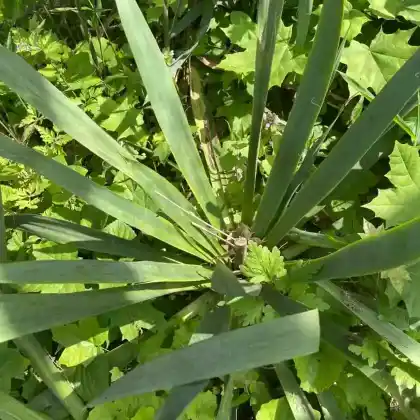 Foto von Fädige Palmlilie (Yucca filamentosa)