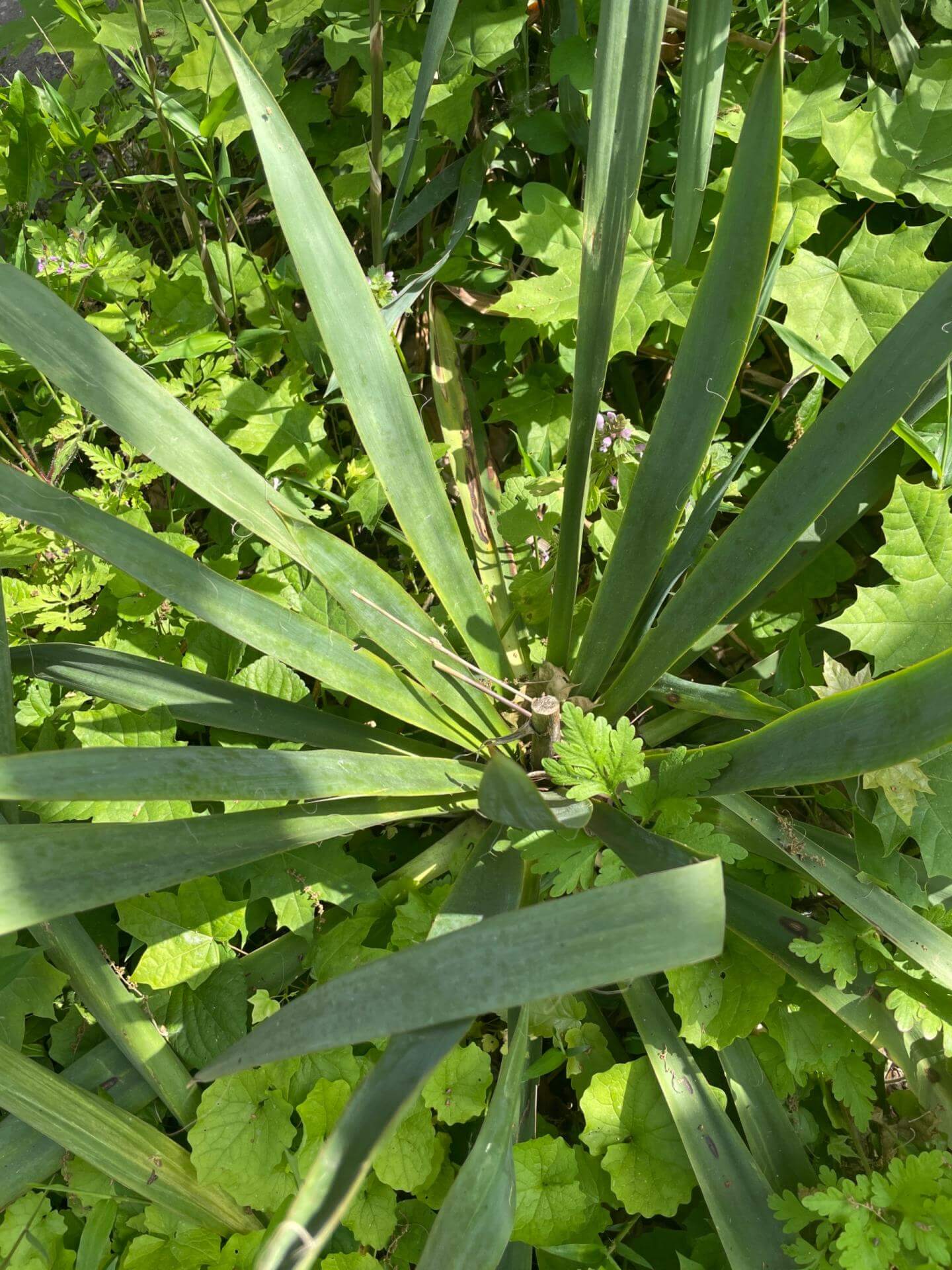 Fädige Palmlilie / Yucca filamentosa