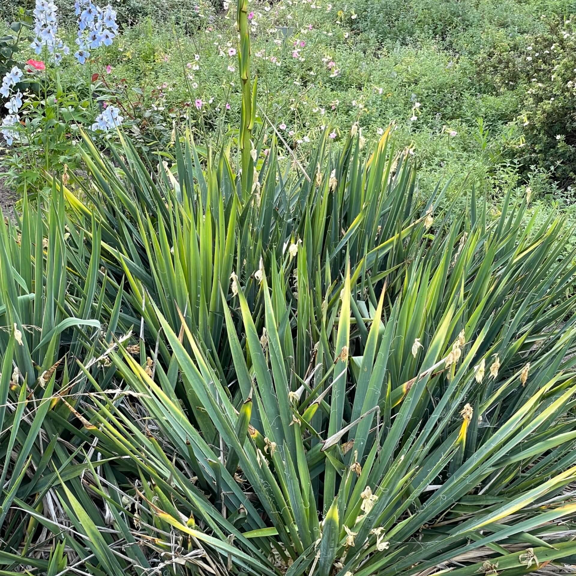 Palmlilie 'Schellenbaum' (Yucca filamentosa 'Schellenbaum')