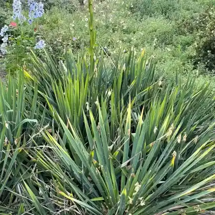 Foto von Palmlilie 'Schellenbaum' (Yucca filamentosa 'Schellenbaum')
