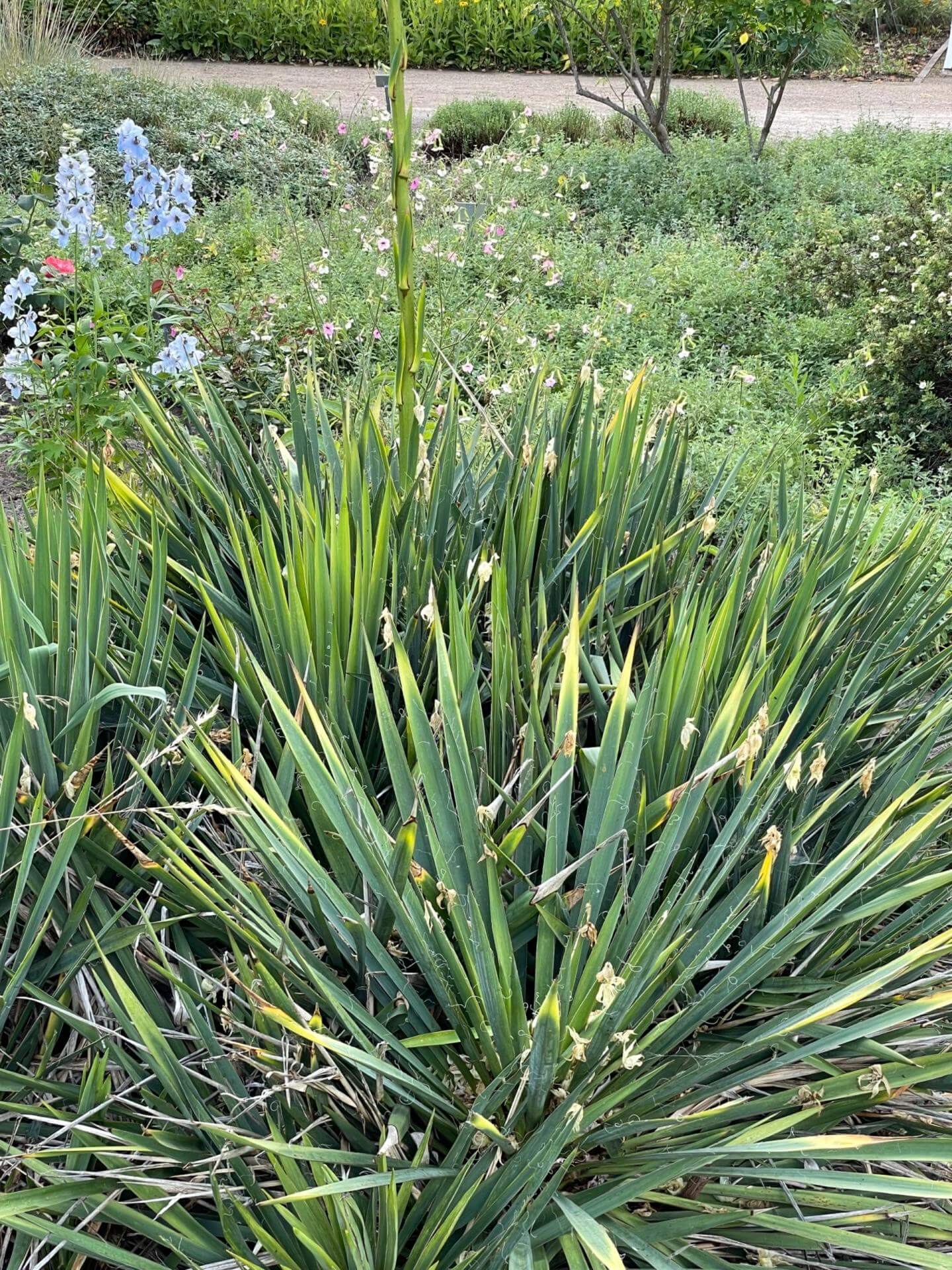 Palmlilie 'Schellenbaum' / Yucca filamentosa 'Schellenbaum'