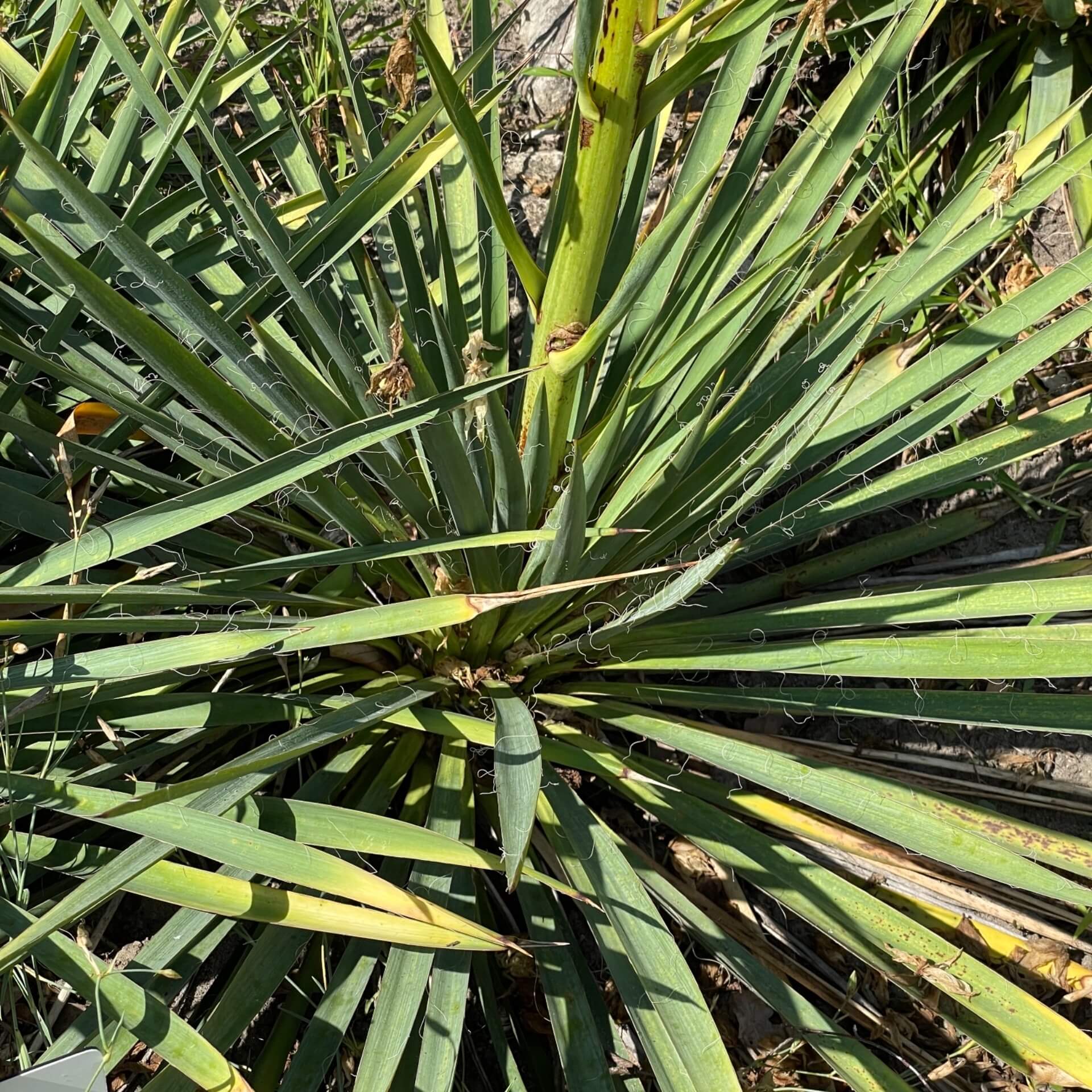 Palmlilie 'Schneetanne' (Yucca filamentosa 'Schneetanne')