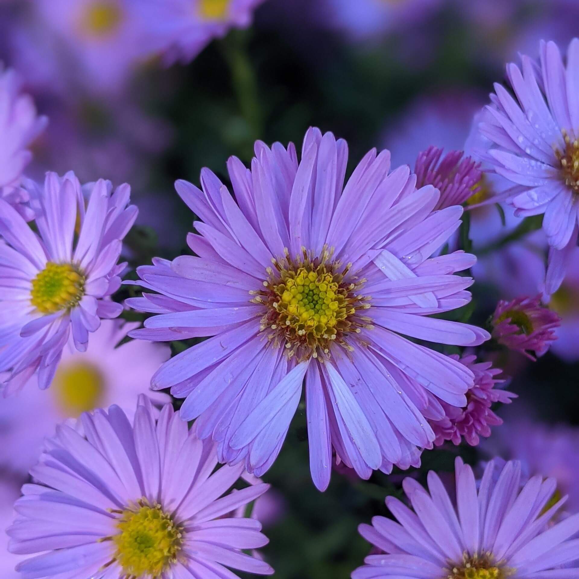 Kissen-Aster 'Herbstgruß vom Bresserhof' (Aster dumosus 'Herbstgruß vom Bresserhof')