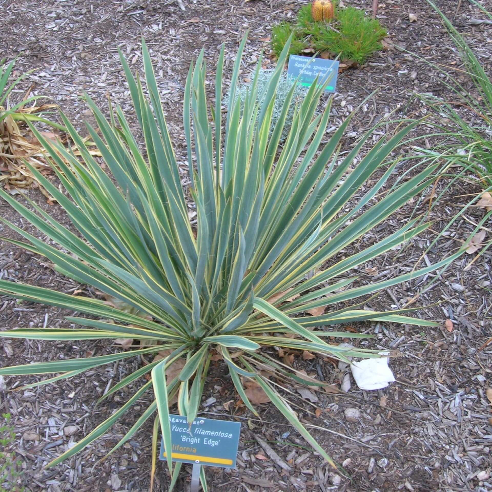  Palmlilie 'Bright Edge' (Yucca filamentosa 'Bright Edge')